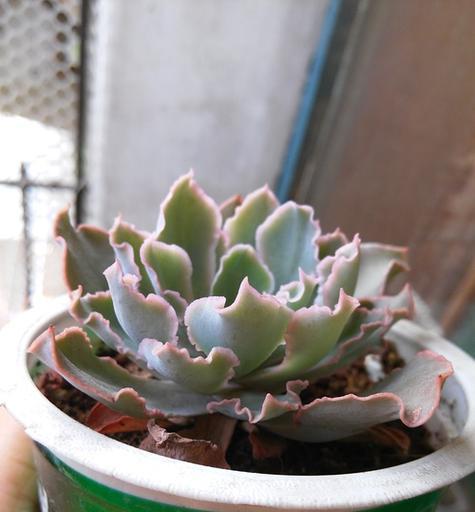 如何修剪以红边碧玉？（从修剪技巧到护理方法，打造一盆健康美丽的红边碧玉）-第1张图片-绿意生活