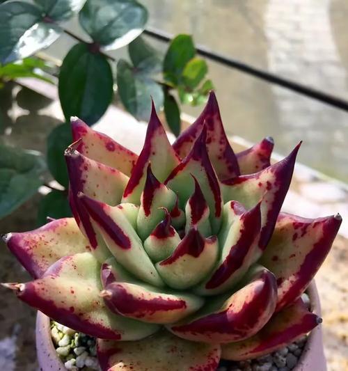 如何修剪以红边碧玉？（从修剪技巧到护理方法，打造一盆健康美丽的红边碧玉）-第2张图片-绿意生活