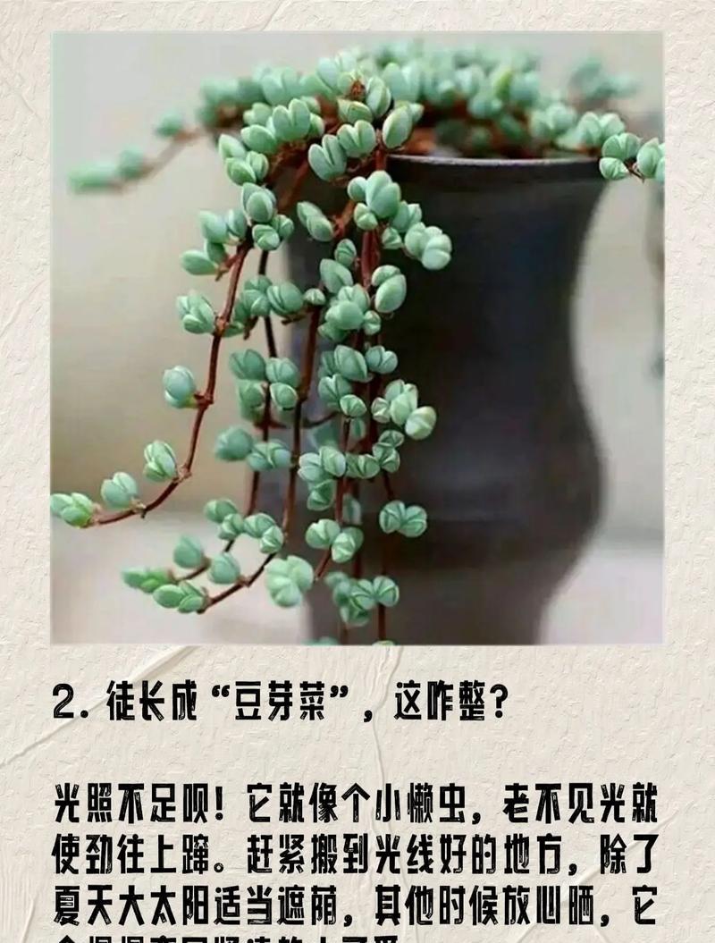 碧玉莲串的独特魅力（探索碧玉莲串的历史与艺术价值）-第2张图片-绿意生活