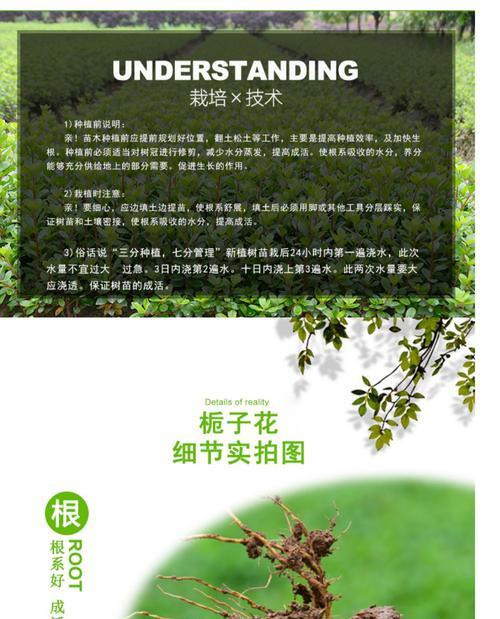楼上养小叶栀子的养护技巧（打造室内绿色阳台，享受小叶栀子之美）-第1张图片-绿意生活