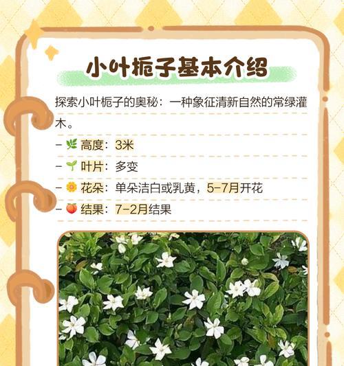 楼上养小叶栀子的养护技巧（打造室内绿色阳台，享受小叶栀子之美）-第3张图片-绿意生活