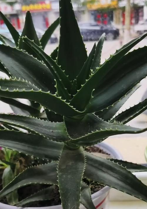 芦荟的叶子用途广泛，盘点芦荟叶的神奇功效（发现芦荟叶的健康秘密，让你受益匪浅）-第3张图片-绿意生活