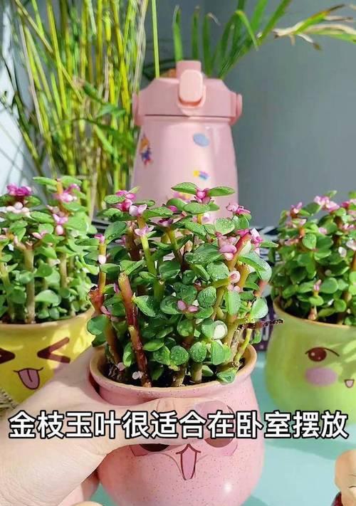 让卧室更舒适的盆栽推荐（15种适合放在卧室的绿色植物，打造健康舒适的生活环境）-第1张图片-绿意生活