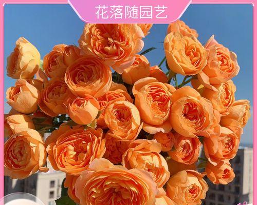 红龙沙宝石灌木修剪技巧（打造美观健康的红龙沙宝石灌木装点花园的绝佳选择）-第1张图片-绿意生活
