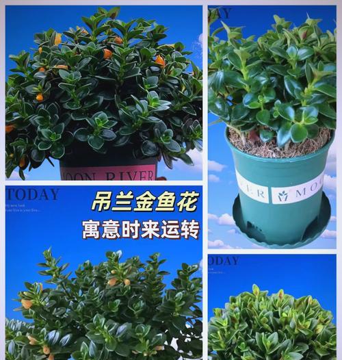 金鱼吊兰的阳光需求（金鱼吊兰生长离不开这些阳光条件）-第3张图片-绿意生活