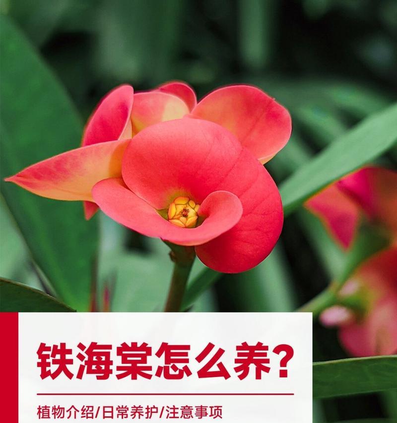 铁杆海棠结局之未料之喜（一株顽强的海棠花，谱写了奇迹般的生命故事）-第1张图片-绿意生活