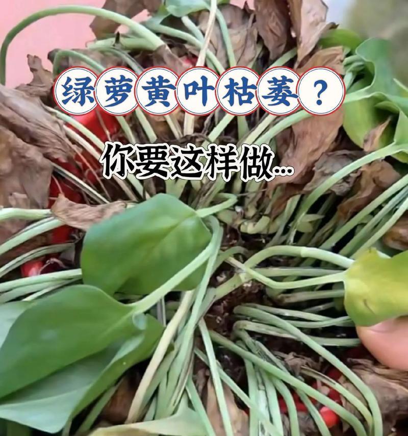 如何处理绿箩在冬天发黄问题（冬季养护技巧，让绿箩恢复健康）-第3张图片-绿意生活