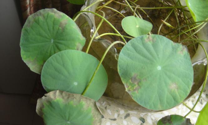 睡莲叶子发黑腐烂的原因及解决方法（保护睡莲叶子的关键措施）-第2张图片-绿意生活