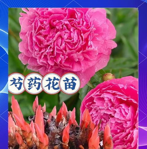 芍药开花期及花期延长方法（了解芍药的开花时间，让芍药长得更美丽）-第2张图片-绿意生活