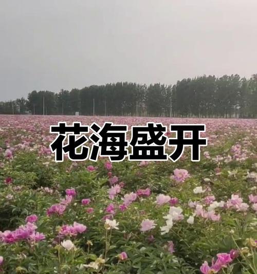 芍药开花期及花期延长方法（了解芍药的开花时间，让芍药长得更美丽）-第1张图片-绿意生活