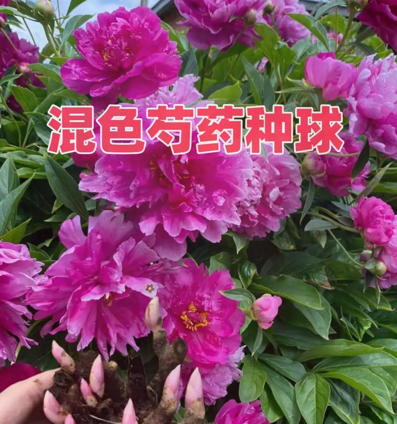 芍药开花期及花期延长方法（了解芍药的开花时间，让芍药长得更美丽）-第3张图片-绿意生活