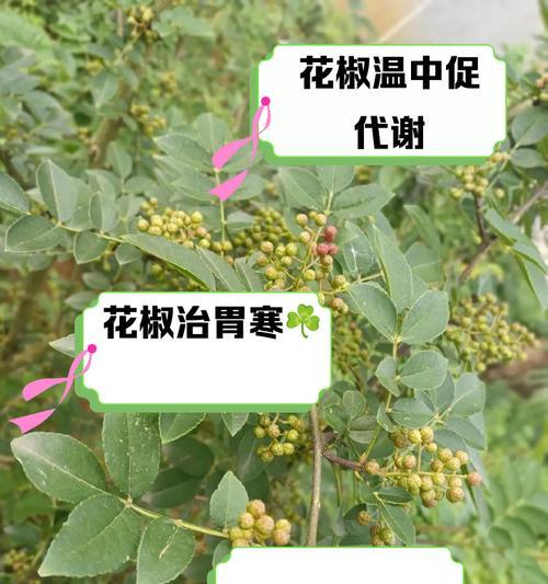 花椒种植条件与生长环境分析（为您详解花椒的适宜生长条件和环境）-第2张图片-绿意生活