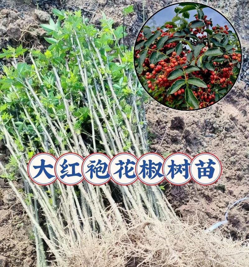 花椒种植条件与生长环境分析（为您详解花椒的适宜生长条件和环境）-第3张图片-绿意生活