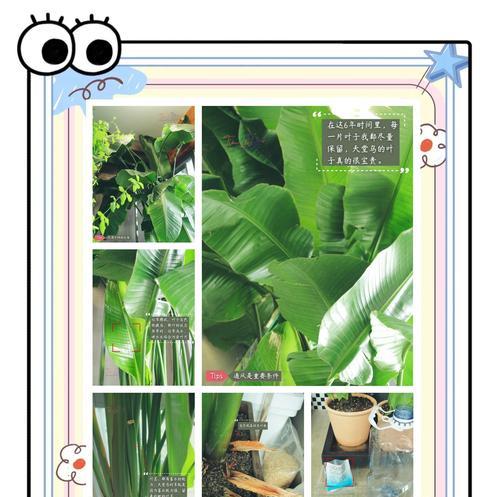 天堂鸟养护指南（了解天堂鸟的养护要点，让您的宠物更健康）-第3张图片-绿意生活