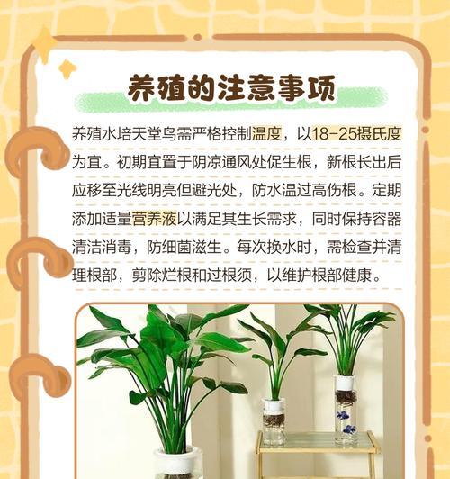 天堂鸟养护指南（了解天堂鸟的养护要点，让您的宠物更健康）-第2张图片-绿意生活