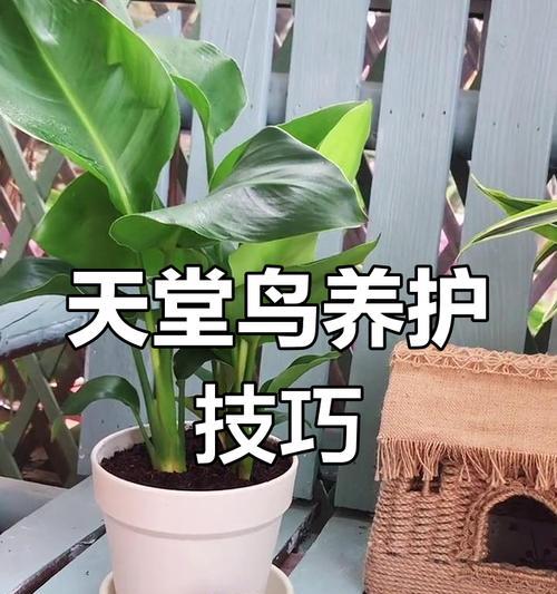 天堂鸟养护指南（了解天堂鸟的养护要点，让您的宠物更健康）-第1张图片-绿意生活