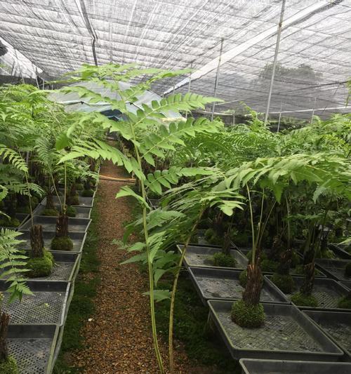 如何正确养护蕨类花卉（掌握关键要点，让你的蕨类花卉健康茁壮）-第3张图片-绿意生活