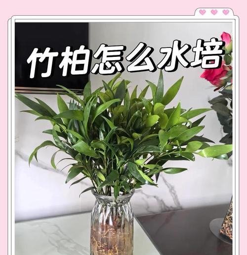 以竹柏种子怎么种——探索竹柏树的繁殖之道（从种子到参天大树，看竹柏如何生根发芽）-第1张图片-绿意生活
