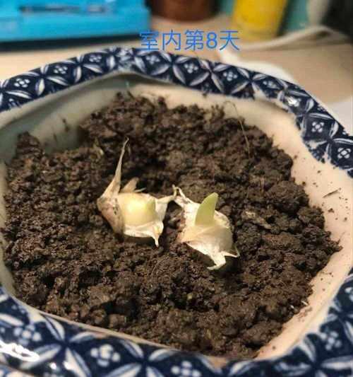 大蒜的繁殖方式剖析（了解大蒜的生长周期和繁殖方法）-第2张图片-绿意生活