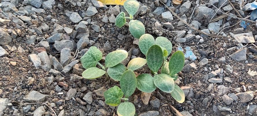以种的蔬菜种植技巧（如何成功地种植以种的蔬菜）-第2张图片-绿意生活