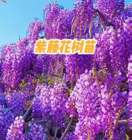 解决紫藤不长叶子的方法与技巧（探寻紫藤缺叶现象背后的原因，分享有效的护理建议和修剪技巧）-第3张图片-绿意生活