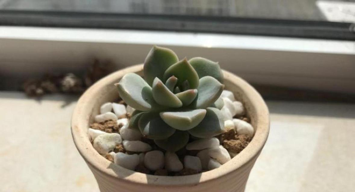 夏天如何养护多肉白牡丹？（夏季多肉白牡丹的生长技巧与注意事项）-第3张图片-绿意生活