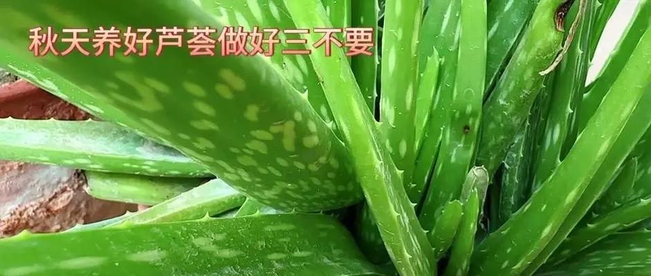 芦荟养护技巧（折断芦荟的关键步骤与注意事项）-第2张图片-绿意生活
