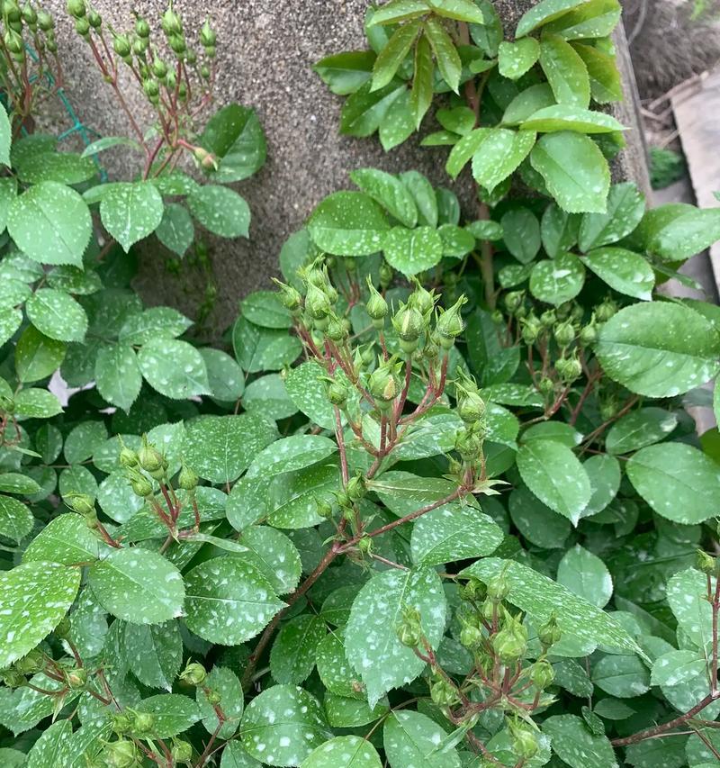 煤渣垃圾转化利用技术探究（煤渣垃圾再利用为环保减负）-第3张图片-绿意生活