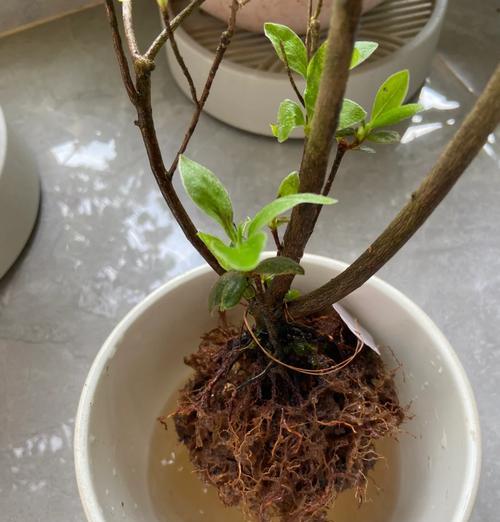 十月杜鹃怎样养？（揭秘十月杜鹃养护技巧，让花开如昔）-第3张图片-绿意生活