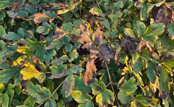 花卉叶子边缘发黑，原因及处理方法解析（揭秘花卉叶子边缘发黑的根源，教你科学护理）-第2张图片-绿意生活