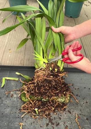 花卉叶子边缘发黑，原因及处理方法解析（揭秘花卉叶子边缘发黑的根源，教你科学护理）-第1张图片-绿意生活