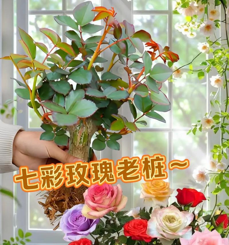 玫瑰在盆里的种植技巧（掌握关键技巧，打造盆栽玫瑰花园）-第2张图片-绿意生活