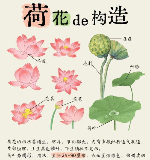 莲花开花的季节与次数（探究莲花开花的生长规律）-第1张图片-绿意生活