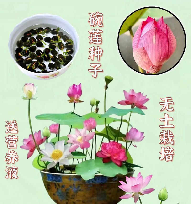 莲花开花的季节与次数（探究莲花开花的生长规律）-第3张图片-绿意生活