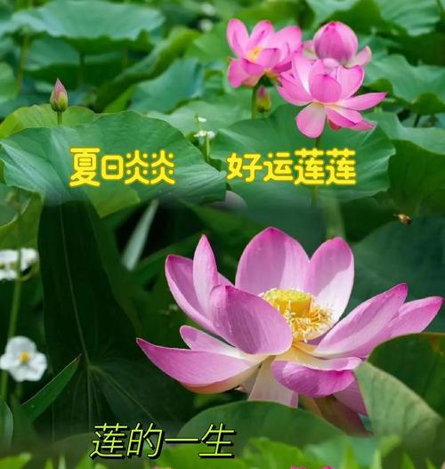 莲花开花的季节与次数（探究莲花开花的生长规律）-第2张图片-绿意生活