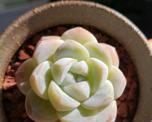 以冰灯玉露怎么施肥（打造健康生长的冰灯玉露，肥料是关键）-第1张图片-绿意生活