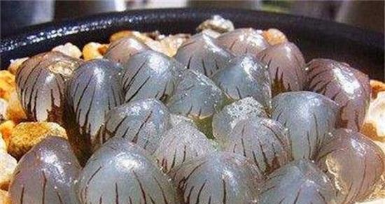 以冰灯玉露怎么施肥（打造健康生长的冰灯玉露，肥料是关键）-第2张图片-绿意生活