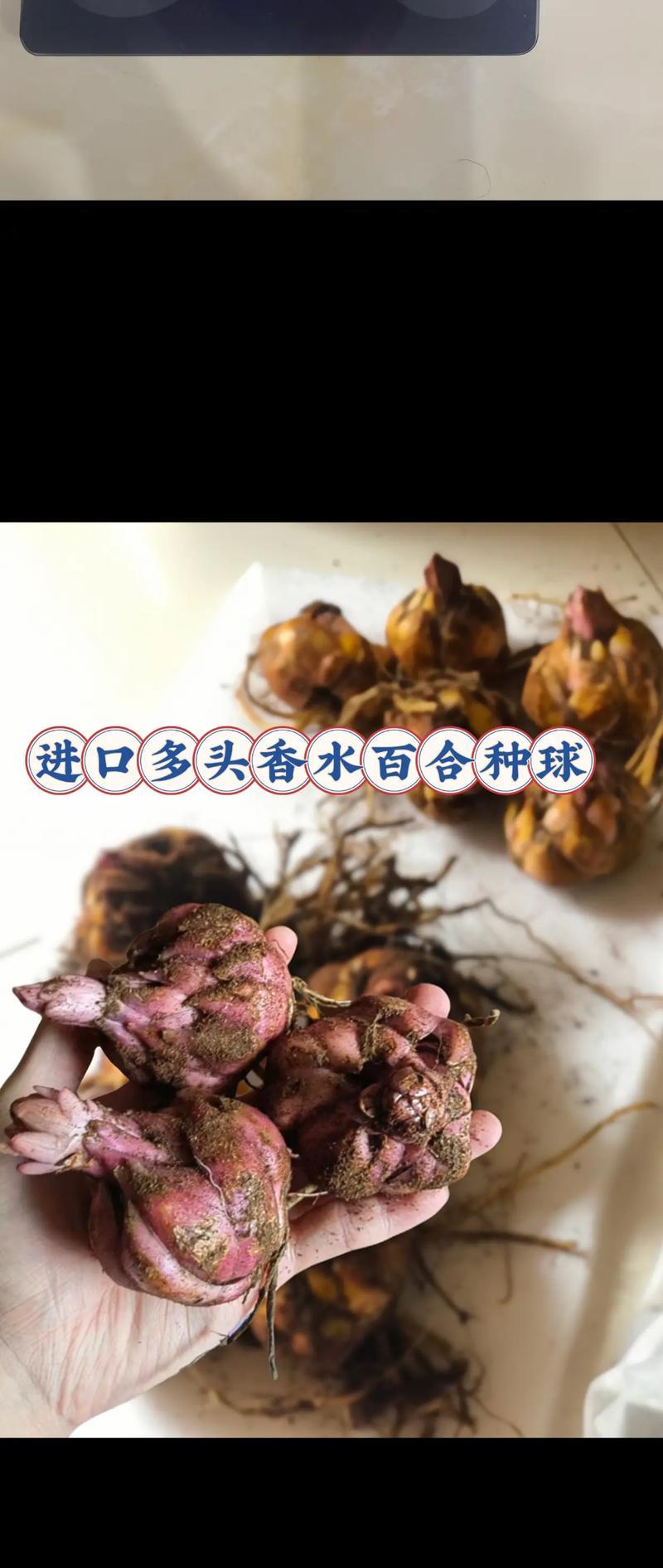 水培百合种球保存与种植技巧（如何存储、保养和种植百合种球）-第2张图片-绿意生活