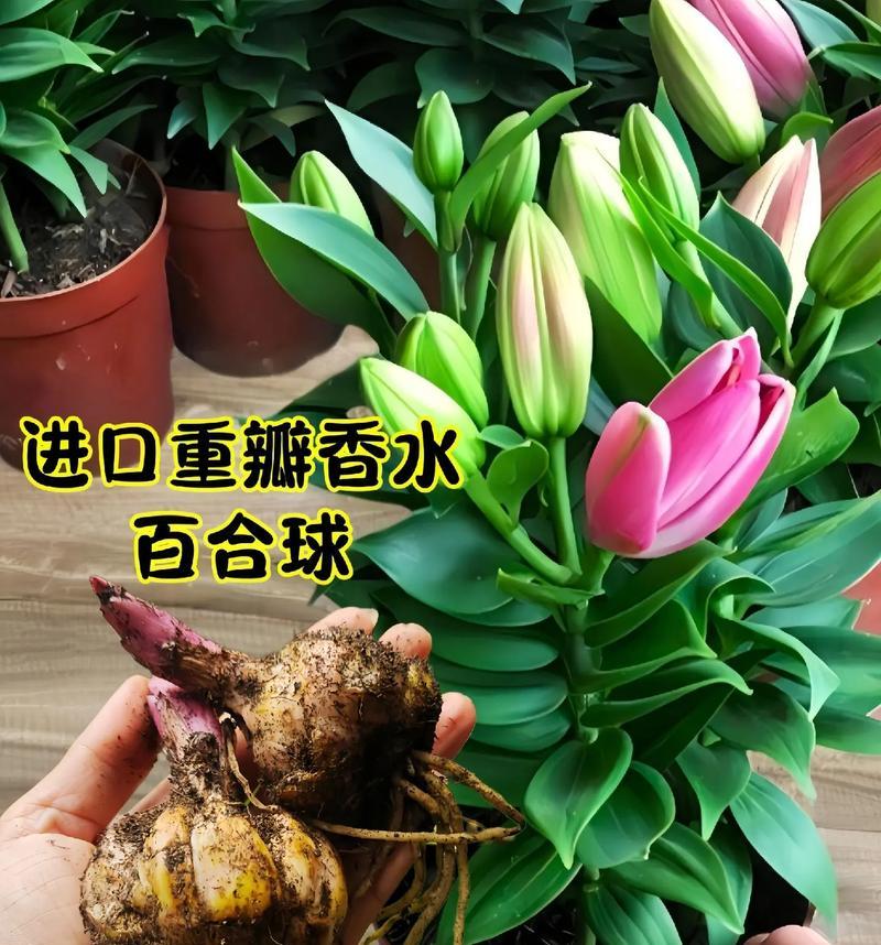 水培百合种球保存与种植技巧（如何存储、保养和种植百合种球）-第1张图片-绿意生活