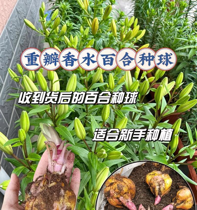 水培百合种球保存与种植技巧（如何存储、保养和种植百合种球）-第3张图片-绿意生活