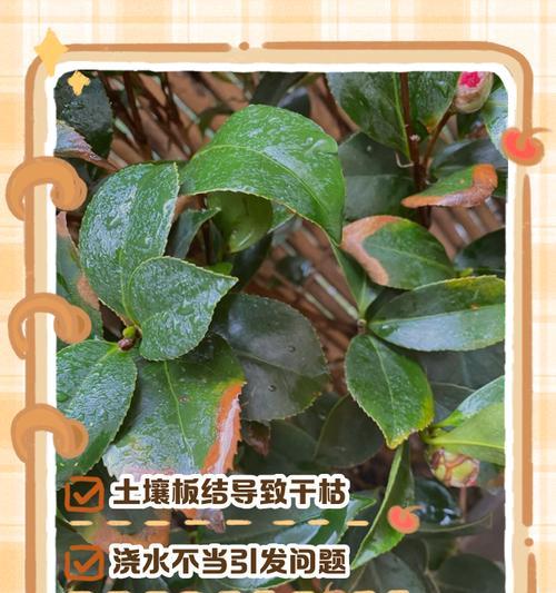如何急救掉叶的茶花（掉叶的茶花急救方法和关键要点）-第1张图片-绿意生活