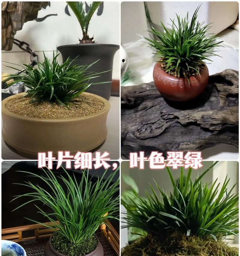 家中菖蒲的养护秘籍-第1张图片-绿意生活