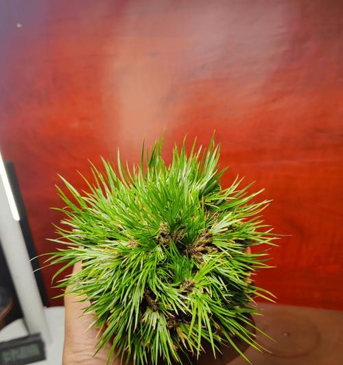 家中菖蒲的养护秘籍-第3张图片-绿意生活