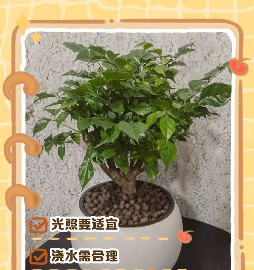 如何让幸福树的树干发芽（培育幸福树）-第1张图片-绿意生活