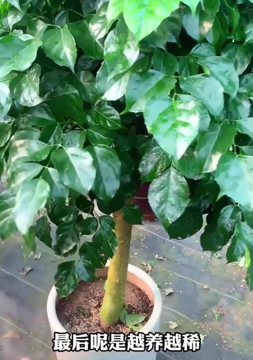 如何让幸福树的树干发芽（培育幸福树）-第2张图片-绿意生活
