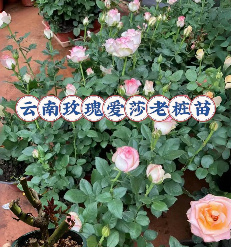 盆栽月季养护的全面指南-第1张图片-绿意生活