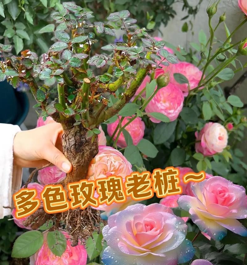 盆栽月季养护的全面指南-第2张图片-绿意生活