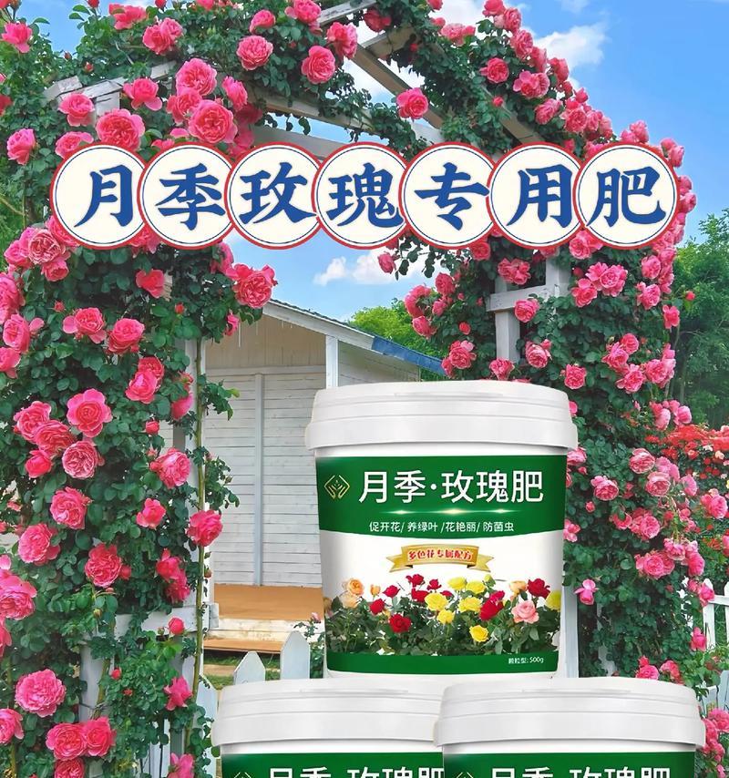 盆栽月季养护的全面指南-第3张图片-绿意生活