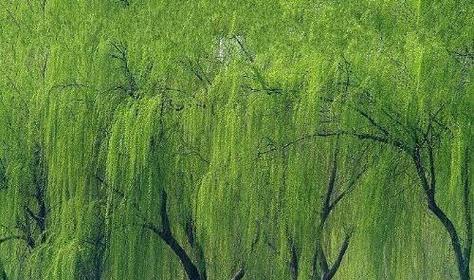 柳树是一种什么类型的植物？（解析柳树的分类与特点，探究其种子植物身份。）-第2张图片-绿意生活