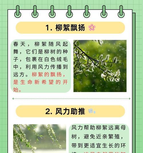 柳树是一种什么类型的植物？（解析柳树的分类与特点，探究其种子植物身份。）-第1张图片-绿意生活